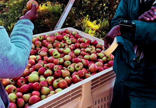 Apple Harvesting with GT-1
