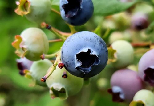 Berries - Precision Packing-min