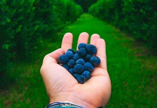Berries-min