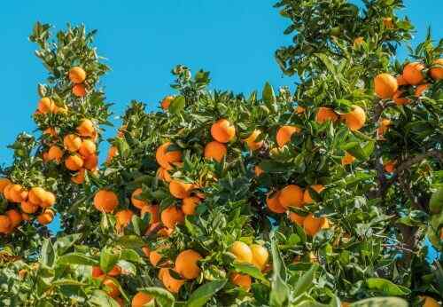 Orange Tree