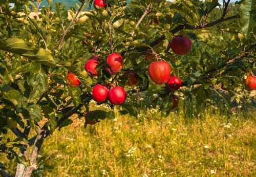 Apples & Pears
