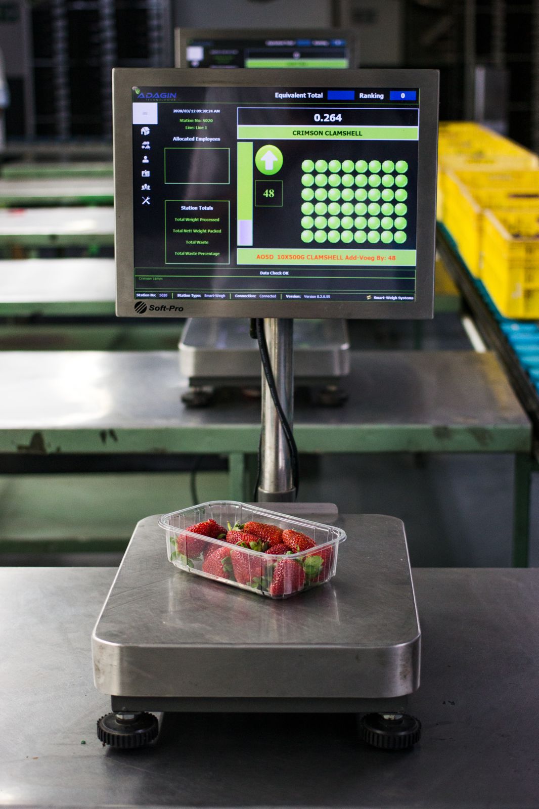 Packing - Berries