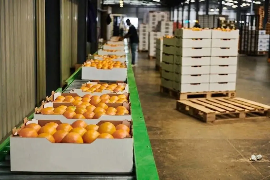 Fruit Count